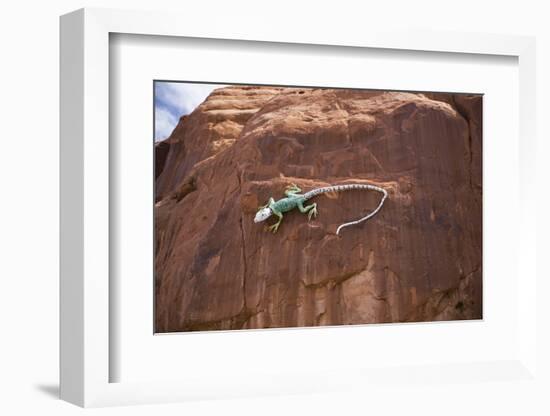 Lizard on surface of rock, Hole 'N the Rock, Zion National Park, Utah, USA-Panoramic Images-Framed Premium Photographic Print