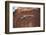 Lizard on surface of rock, Hole 'N the Rock, Zion National Park, Utah, USA-Panoramic Images-Framed Photographic Print