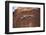 Lizard on surface of rock, Hole 'N the Rock, Zion National Park, Utah, USA-Panoramic Images-Framed Photographic Print