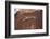 Lizard on surface of rock, Hole 'N the Rock, Zion National Park, Utah, USA-Panoramic Images-Framed Photographic Print