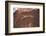 Lizard on surface of rock, Hole 'N the Rock, Zion National Park, Utah, USA-Panoramic Images-Framed Photographic Print