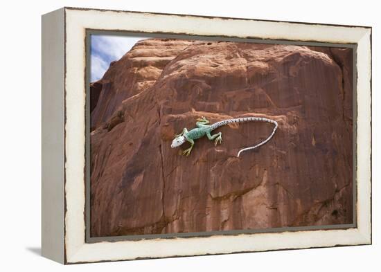 Lizard on surface of rock, Hole 'N the Rock, Zion National Park, Utah, USA-Panoramic Images-Framed Premier Image Canvas