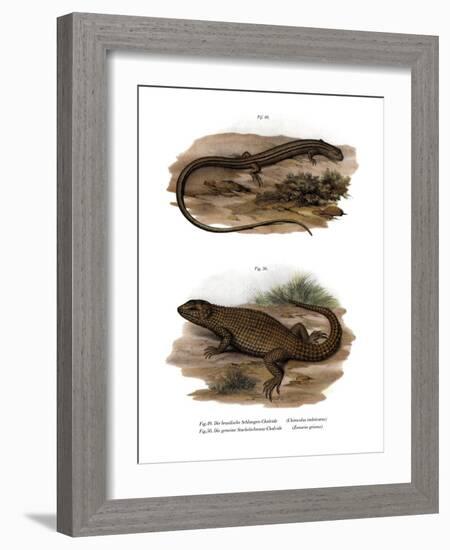 Lizard-null-Framed Giclee Print