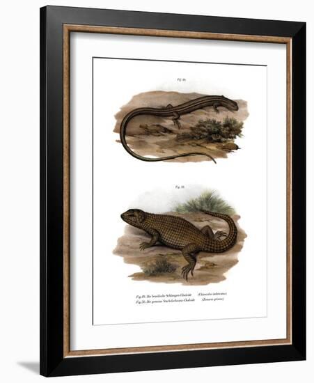 Lizard-null-Framed Giclee Print