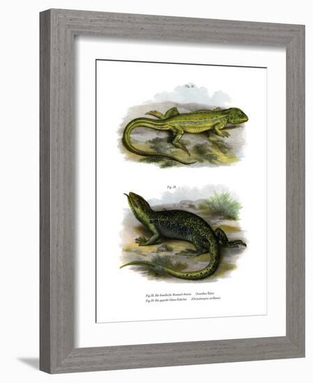 Lizard-null-Framed Giclee Print