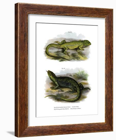 Lizard-null-Framed Giclee Print