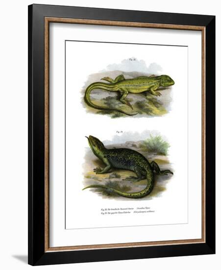 Lizard-null-Framed Giclee Print