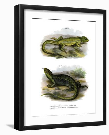 Lizard-null-Framed Giclee Print