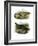 Lizard-null-Framed Giclee Print