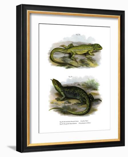 Lizard-null-Framed Giclee Print