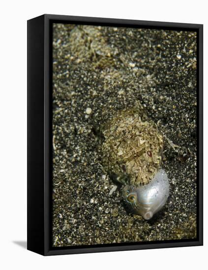 Lizardfish Feeding on a Fish in Lembeh Strait, Indonesia-Stocktrek Images-Framed Premier Image Canvas