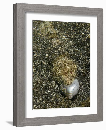 Lizardfish Feeding on a Fish in Lembeh Strait, Indonesia-Stocktrek Images-Framed Photographic Print