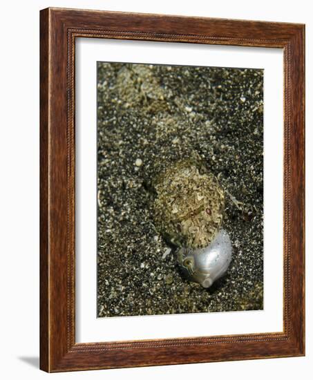 Lizardfish Feeding on a Fish in Lembeh Strait, Indonesia-Stocktrek Images-Framed Photographic Print