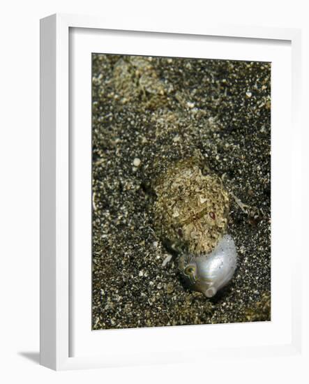 Lizardfish Feeding on a Fish in Lembeh Strait, Indonesia-Stocktrek Images-Framed Photographic Print