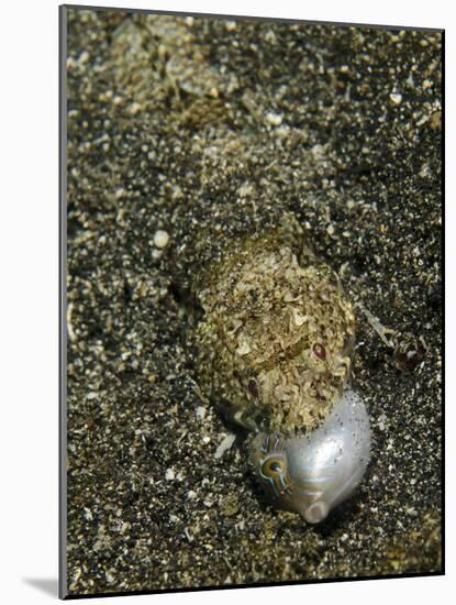 Lizardfish Feeding on a Fish in Lembeh Strait, Indonesia-Stocktrek Images-Mounted Photographic Print