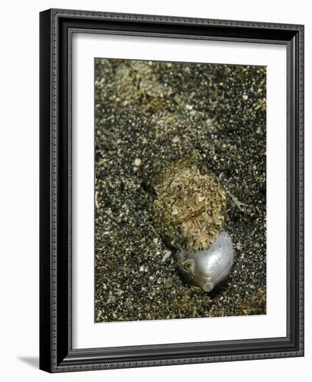 Lizardfish Feeding on a Fish in Lembeh Strait, Indonesia-Stocktrek Images-Framed Photographic Print