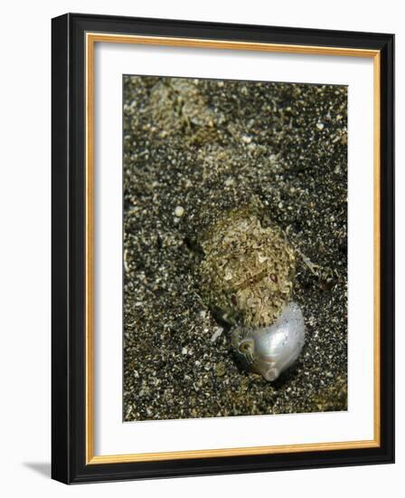 Lizardfish Feeding on a Fish in Lembeh Strait, Indonesia-Stocktrek Images-Framed Photographic Print