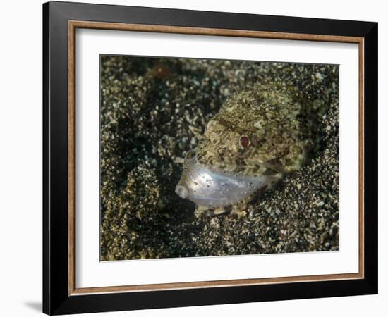 Lizardfish Feeding on a Fish in Lembeh Strait, Indonesia-Stocktrek Images-Framed Photographic Print