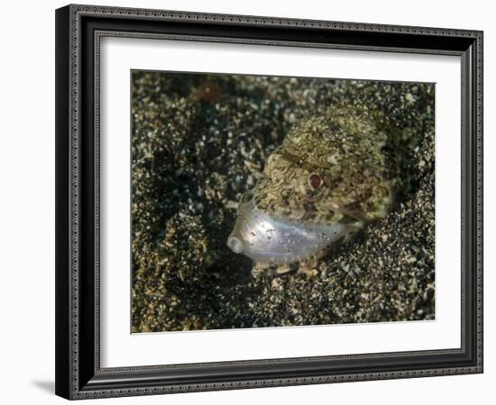 Lizardfish Feeding on a Fish in Lembeh Strait, Indonesia-Stocktrek Images-Framed Photographic Print