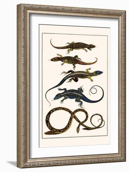 Lizards and Snakes-Albertus Seba-Framed Art Print