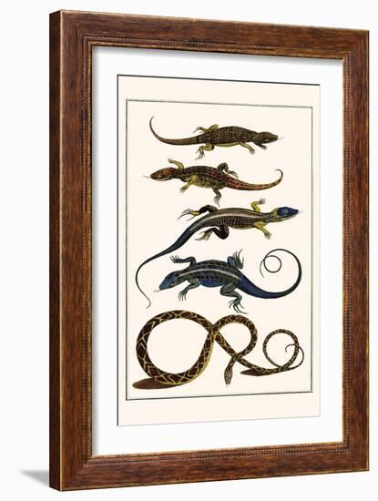 Lizards and Snakes-Albertus Seba-Framed Art Print