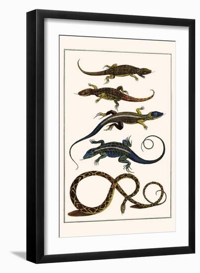 Lizards and Snakes-Albertus Seba-Framed Art Print