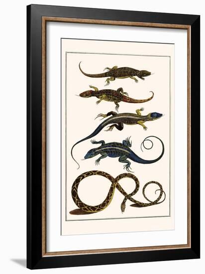 Lizards and Snakes-Albertus Seba-Framed Art Print