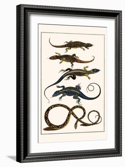 Lizards and Snakes-Albertus Seba-Framed Art Print