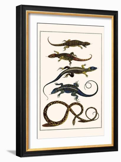 Lizards and Snakes-Albertus Seba-Framed Art Print