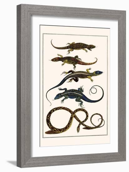 Lizards and Snakes-Albertus Seba-Framed Premium Giclee Print