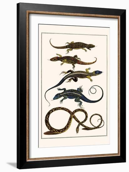 Lizards and Snakes-Albertus Seba-Framed Premium Giclee Print