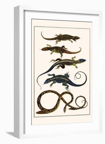 Lizards and Snakes-Albertus Seba-Framed Premium Giclee Print