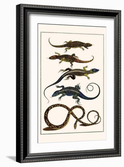 Lizards and Snakes-Albertus Seba-Framed Premium Giclee Print