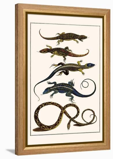 Lizards and Snakes-Albertus Seba-Framed Stretched Canvas