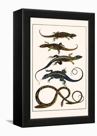 Lizards and Snakes-Albertus Seba-Framed Stretched Canvas