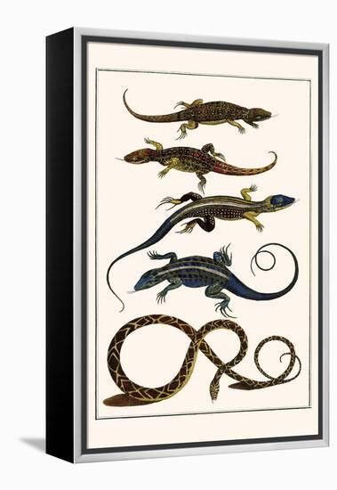 Lizards and Snakes-Albertus Seba-Framed Stretched Canvas