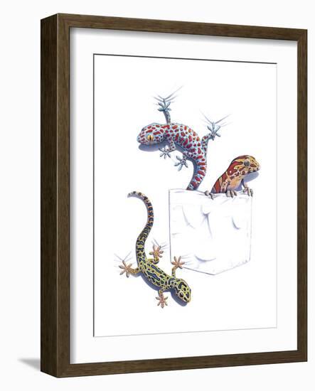 Lizards-null-Framed Giclee Print