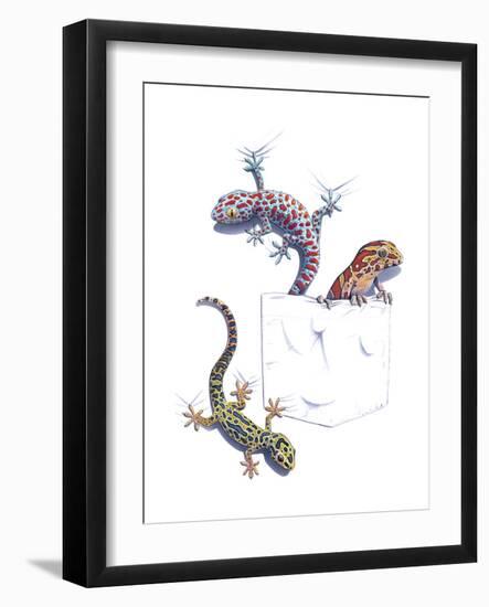 Lizards-null-Framed Giclee Print