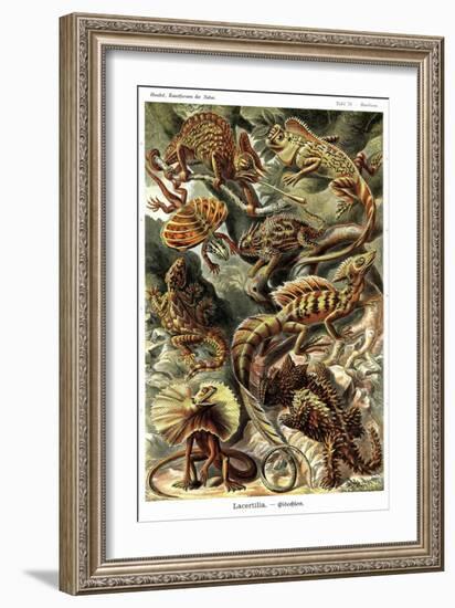 Lizards-Ernst Haeckel-Framed Art Print