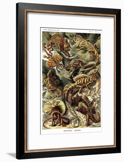 Lizards-Ernst Haeckel-Framed Art Print