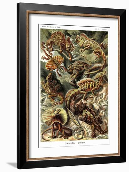 Lizards-Ernst Haeckel-Framed Art Print