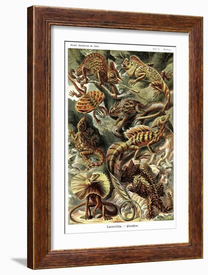 Lizards-Ernst Haeckel-Framed Premium Giclee Print