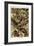 Lizards-Ernst Haeckel-Framed Premium Giclee Print