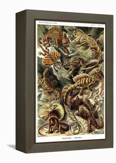 Lizards-Ernst Haeckel-Framed Stretched Canvas