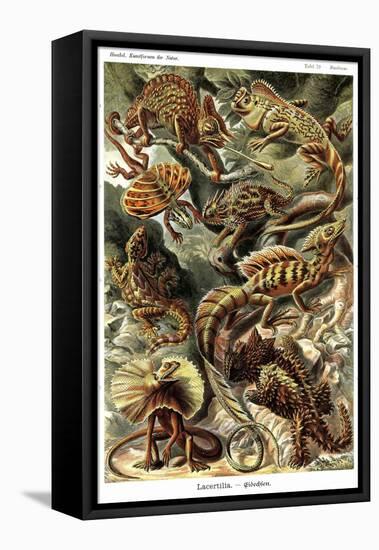 Lizards-Ernst Haeckel-Framed Stretched Canvas