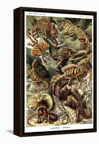 Lizards-Ernst Haeckel-Framed Stretched Canvas