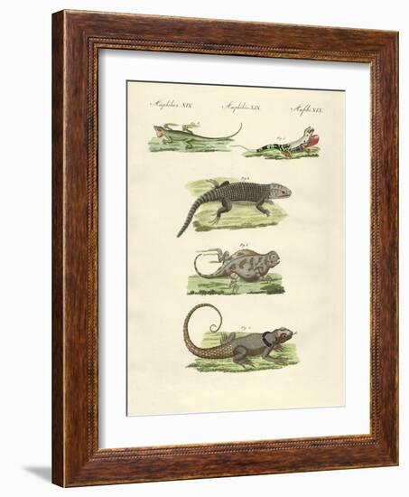 Lizards-null-Framed Giclee Print