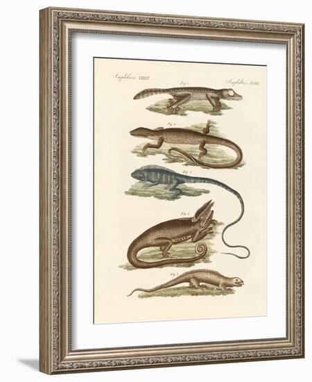 Lizards-null-Framed Giclee Print