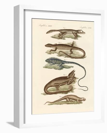 Lizards-null-Framed Giclee Print