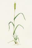 Two-row Barley (Hordeum Distichum)-Lizzie Harper-Framed Photographic Print